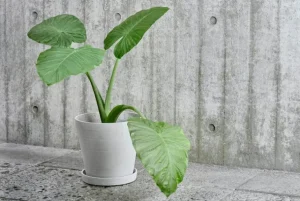 HAY Flowerpot kruka och fat, XL, grå