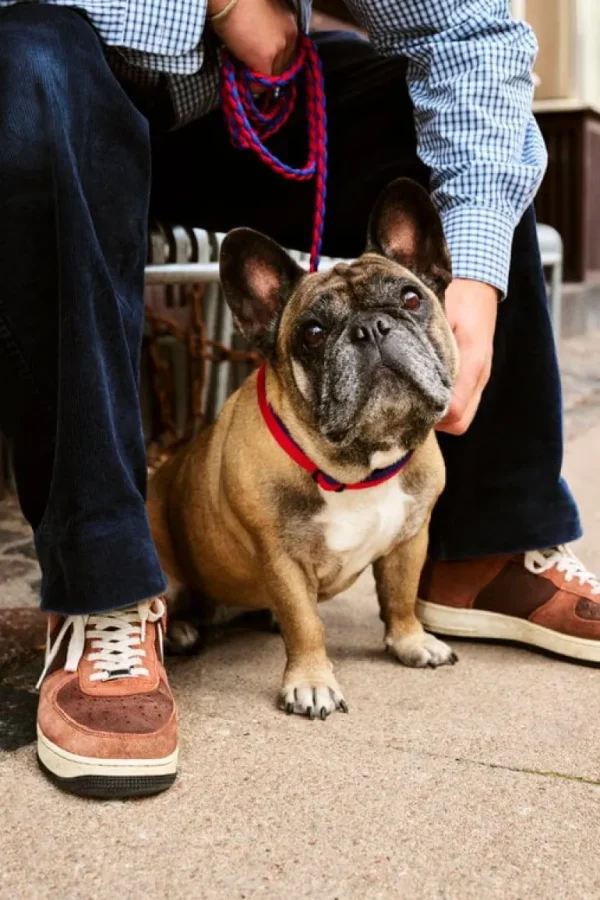 HAY Dogs halsband, platt, M–L, röd - blå