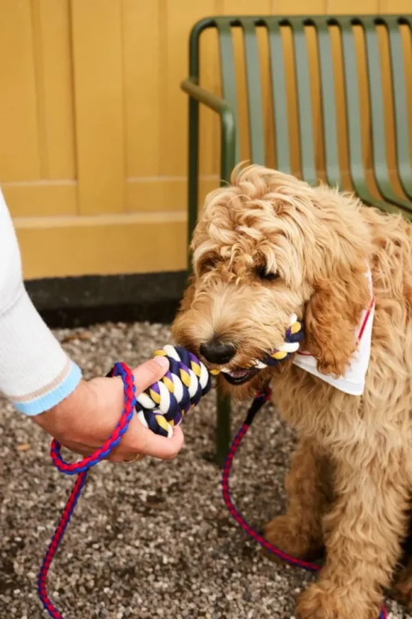 HAY Dogs koppel, tvinnat, röd - blå