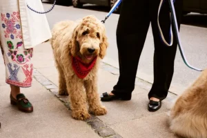 HAY Dogs koppel, tvinnat, röd - blå