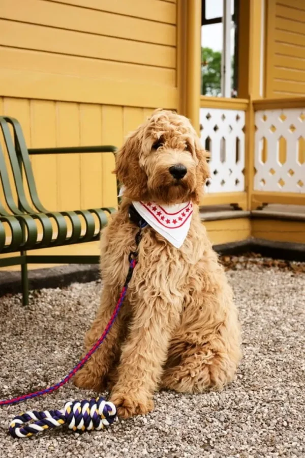 HAY Dogs koppel, tvinnat, röd - blå