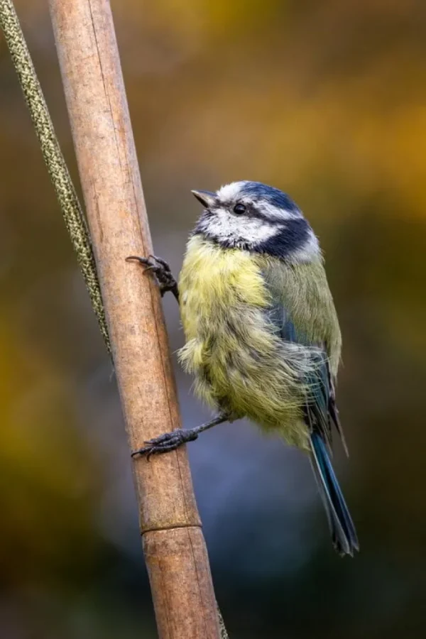 Pidu00e4t Pidät Bird Silo fågelmatare, skiffer